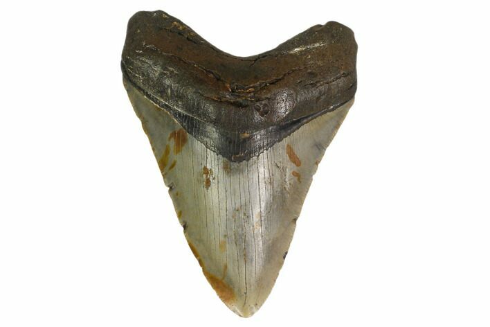 Fossil Megalodon Tooth - North Carolina #161448